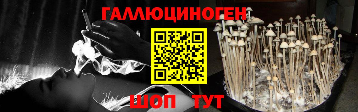 закладки  Вход с VPN  Коломна  Псилоцибиновые грибы Cubensis 